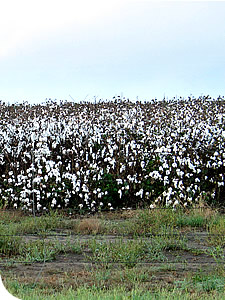 Cotton Field near Pleasanton, Texas